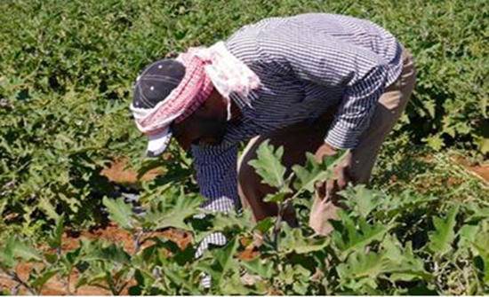 الرمثا تسهم بـ 25 من إنتاج الخضروات بالأردن