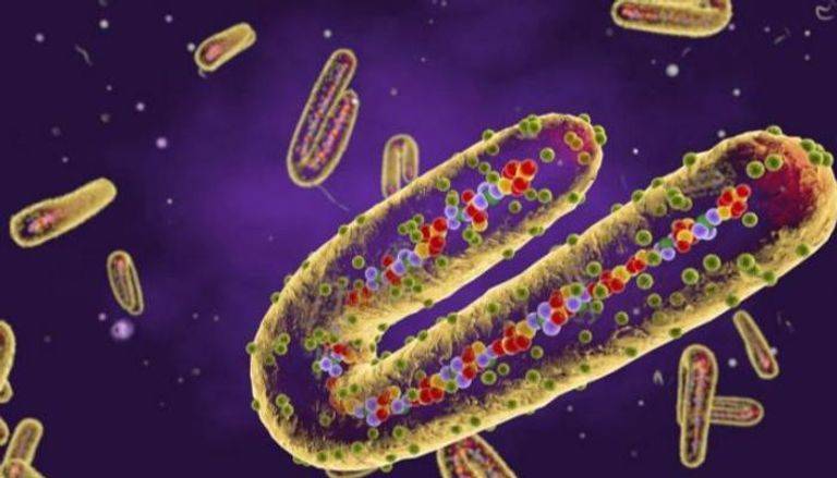 مصر... ترفع حالة الاستنفار بسبب فيروس ماربورغ