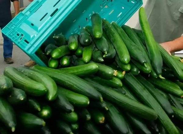 انخفاض سعر الخيار في السوق المركزي لليوم الثالث