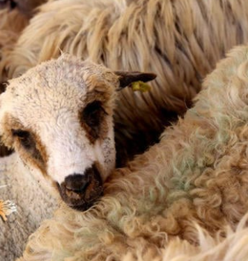 فتح سوق المواشي في عمان واستثناء تداول العجول والابقار