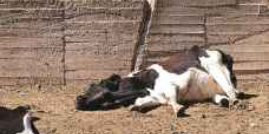 حقيقة بيع لحوم أبقار نافقة بالحمى القلاعية في الأردن