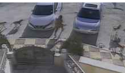 بعد نجاتها من هجوم الكلاب الضالة في الزرقاء : شعرت بدنو أجلي