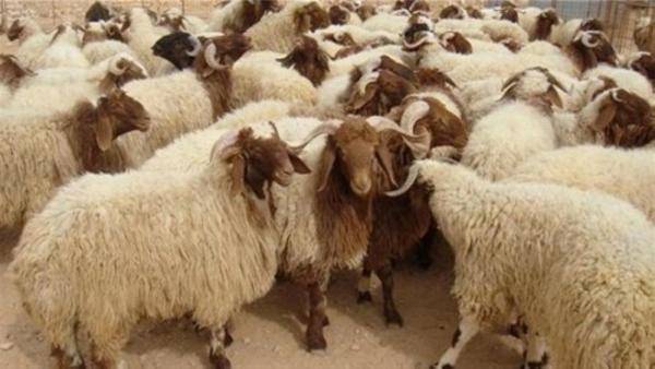 الأردن يخاطب السعودية لإعادة استيراد المواشي الحية