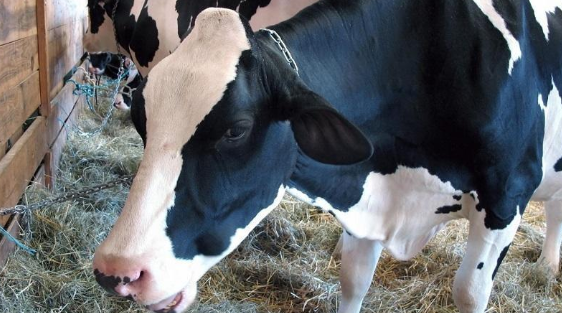 الزراعة: لا إصابات جديدة بالحمى القلاعية في المحافظات