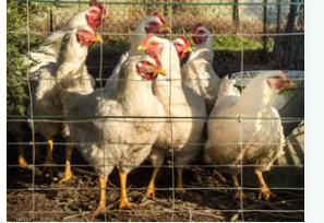 وفاة فتاة بأنفلونزا الطيور في كمبوديا