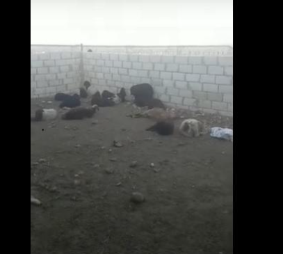 الكلاب الضالة تفتك بـ53 رأساً من الأغنام بإربد