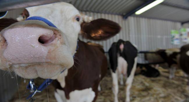 الزراعة: 1010 رؤوس من الأبقار نفقت بالحمى القلاعية