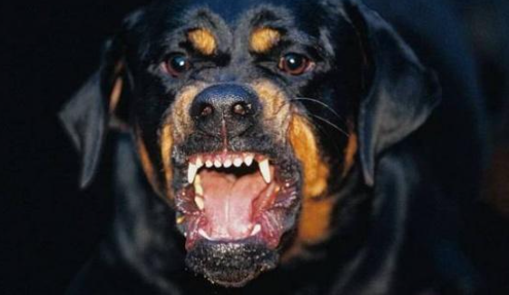 كلب ضال يلتهم فخذ طفل في الرمثا