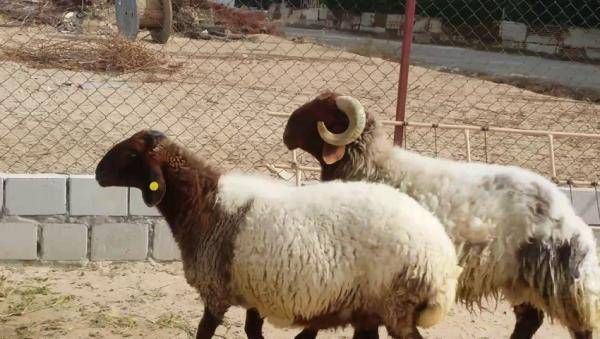 توقع ارتفاع أسعار اللحوم في السوق المحلي قبل رمضان