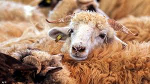 بيان صادر عن وزارة الزراعة