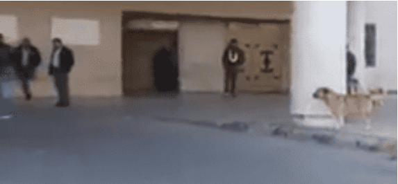 الكلاب الضالة تهاجم المواطنين في مستشفى الزرقاء