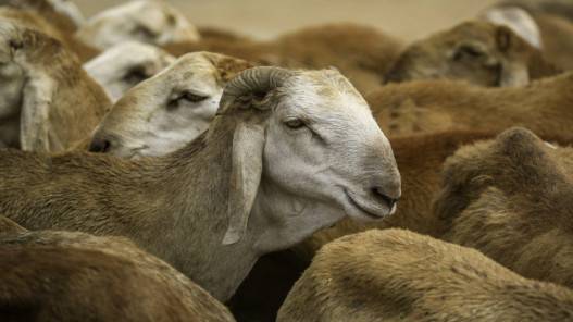 إعادة فتح أسواق تجارة الأغنام والماعز الاثنين باستثناء الزرقاء والمفرق