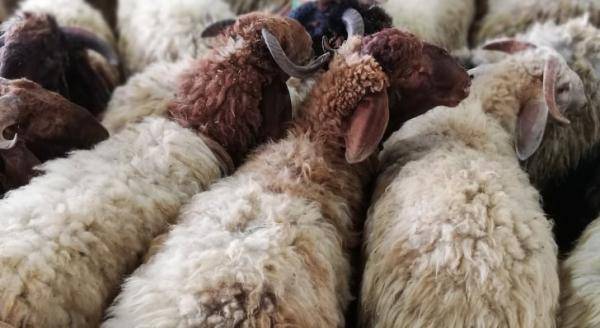 إعادة فتح أسواق الأغنام الإثنين باستثناء الزرقاء والمفرق