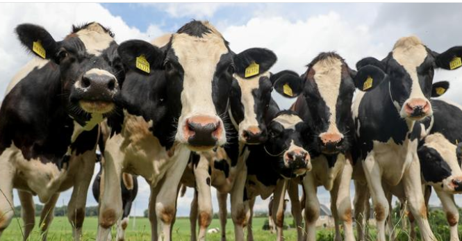 “الأطباء البيطريين” حول “تصفير” الحمي القلاعية: نستغرب ونتساءل!!