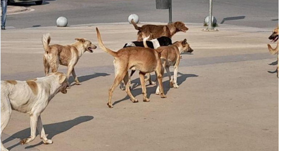 أردني يتبرع بقطعة أرض لإيواء الكلاب الضالة