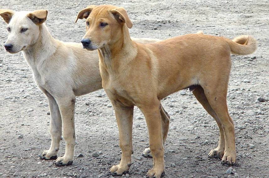 شكوى بحق بلدية إربد إثر قتل أحد الكلاب