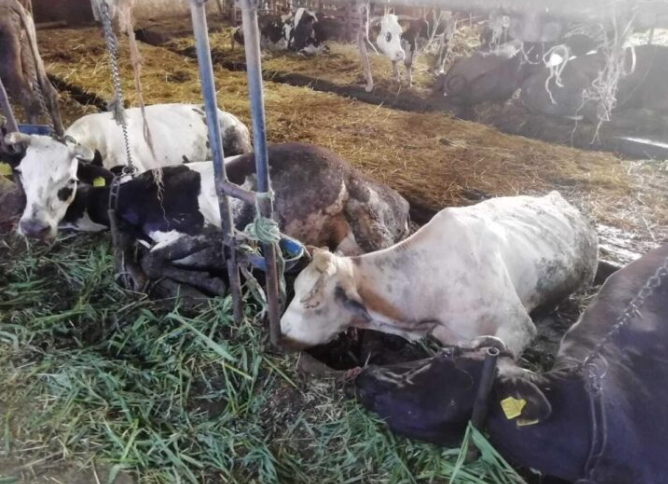 بالفيديو.. نفوق عشرات الأبقار في الضليل والحلابات