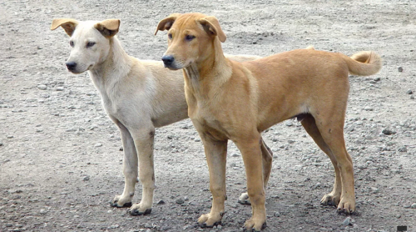 رئيس بلدية ام الرصاص: تعاملنا مع تواجد للكلاب الضالة داخل مدارس