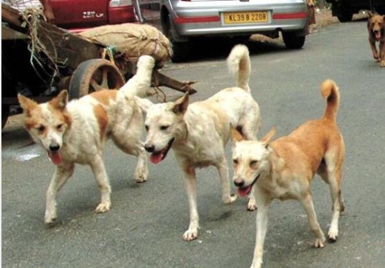 قرار قضائي: انتشار الكلاب الضالة مسؤولية البلدية