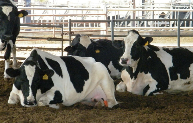 غباين: نفوق الأبقار مستمراً ولا إرباك في سوق اللحوم والألبان خلال رمضان