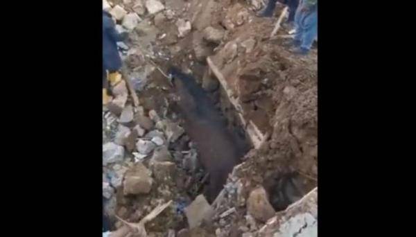 بعد 21 يوما .. إنقاذ حصان في تركيا من تحت أنقاض الزلزال