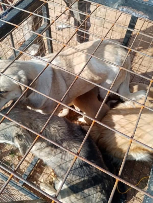 بلدية رحاب تواصل حملة لمكافحة الكلاب الضالة