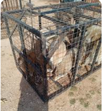 بلدية رحاب بمحافظة المفرق تنفذ حملة لجمع الكلاب الضالة