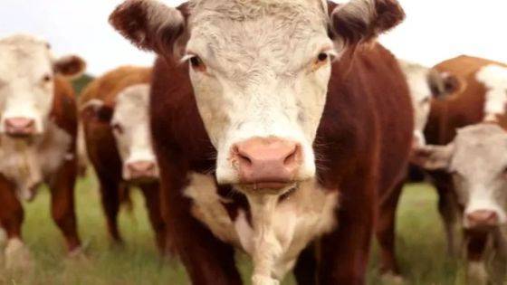 الزراعة: الأردن أوقف استيراد لحوم الأبقار من هولندا وإسبانيا والبرازيل