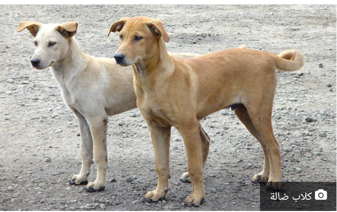 الزرقاء.. دراسة تخصيص قطعة أرض بمساحة 35 دونما لإيواء الكلاب الضالة
