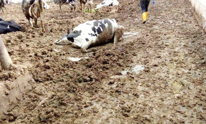 البيطريين حالات النفوق بين الابقار والعجول مازالت مستمرة.. والخيارات المتاحة مرة