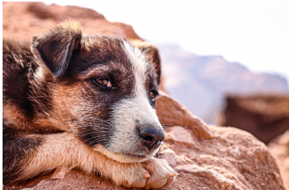 خبير أردني يكشف عن كيفية التعامل مع الكلاب الضالة