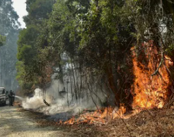 حرائق الغابات.. خطر يتجاوز تشيلي إلى العالم أجمع