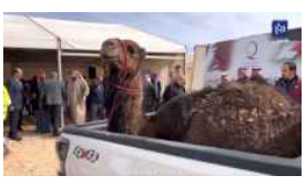 قبيلة بني خالد تقدم ناقة كرامة لسفير قطر لدى الأردن