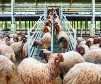 جمعية مربي المواشي: وصول 5 بواخر لحوم خلال الفترة المقبلة