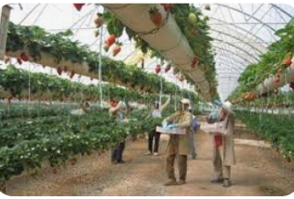 تطبيق ميداني حول الزراعة المائية بمؤتة