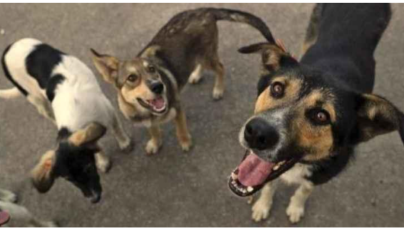 الحكومة: إنهاء مشكلة الكلاب الضالة قريبا