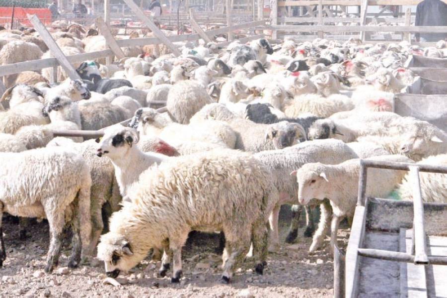 الكواليت: انخفاض الطلب على اللحوم بنسبة تجاوزت 20