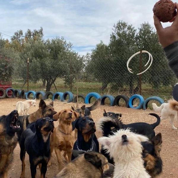 خوفا عليها من الكآبة .. حضانة للكلاب في عمّان وحافلة لنقلها