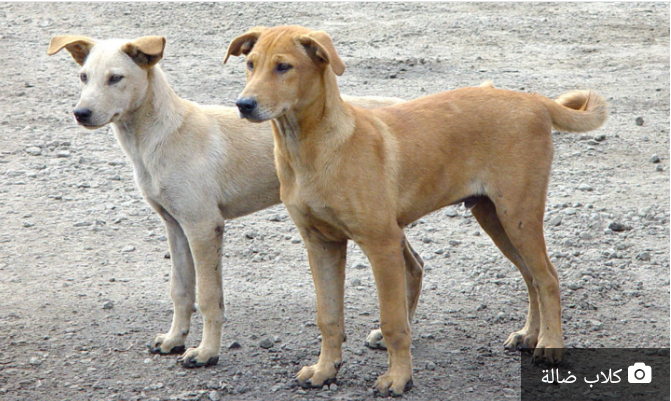 تشكيل لجنة برئاسة الخصاونة لوضع خطة لمعالجة مشكلة الكلاب الضالة