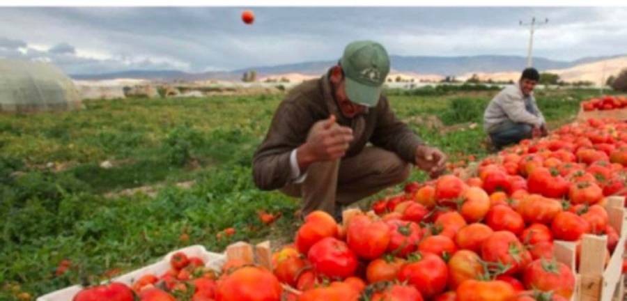 المفرق: دعوة المزارعين لأخذ الاحتياطات تفاديا لتأثير الحالة الجوية