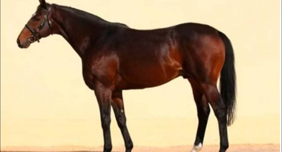 الرئيس الشيشاني  قديروف يكشف عن سعر حصانه المسروق