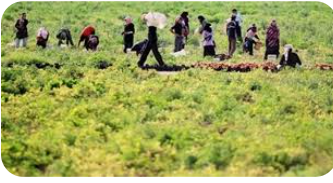 “المزارعين”: المنخفض الجوي أنقذ المزروعات الصيفية وأنعش الآمال