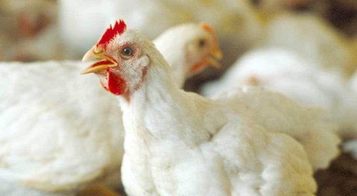 الحكومة: سنضطر لفرض سقوف سعرية على الدواجن إذا ارتفعت أسعارها