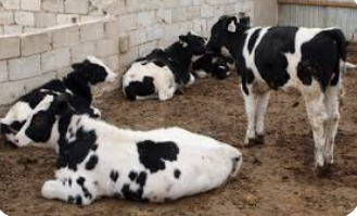 الزراعة للمواطنين: لا تقلقوا الأبقار والأغنام متوفرة