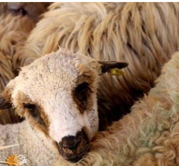 الأردن يخاطب السعودية للسماح بإعادة تصدير الأغنام