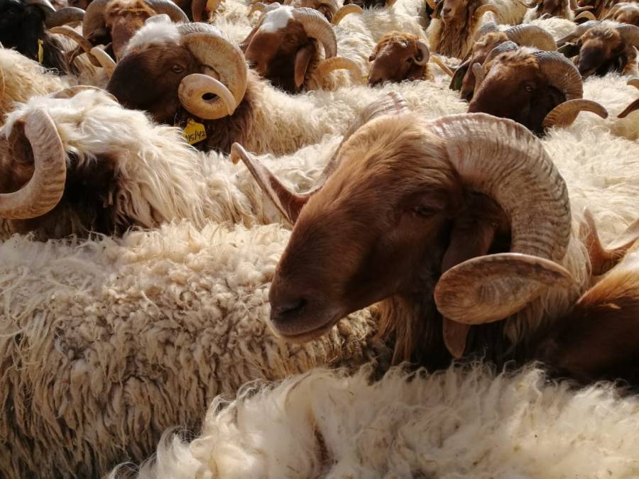 الأردن يخاطب السعودية لتوافق على استيراد الأغنام والماعز