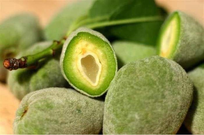 الأردن .. سعر كيلو اللوز الأخضر بـ 13 ديناراً والحمص الأخضر 2.5 دينار