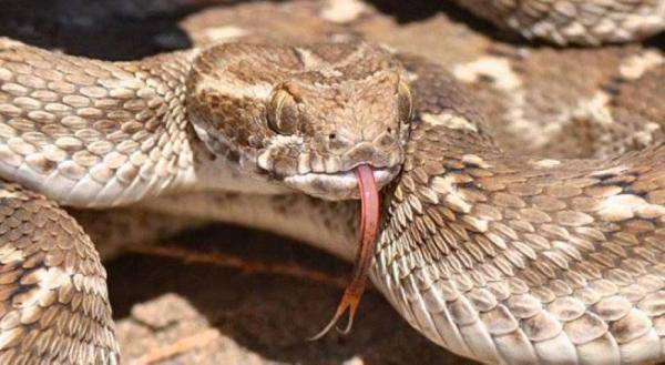 تعرض طفل للدغة افعى في دير علا