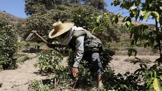 تفكيك شبكة لتهريب القات بين إسرائيل وفرنسا وهولندا