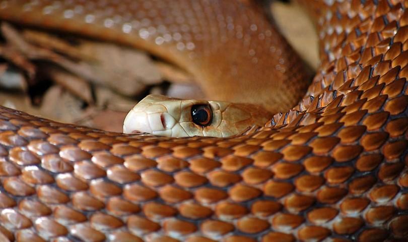 افعى تلدغ رضيعة في دير علا